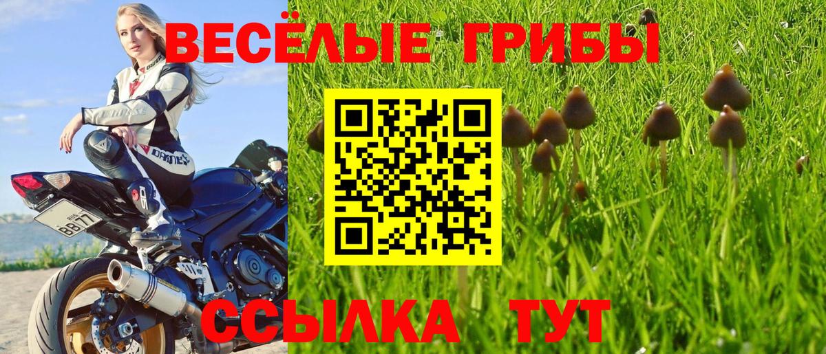 Галлюциногенные грибы Psilocybe Кимовск